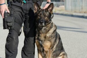 Read more about the article Ohio Dog Bite – Dayton Man Attacked by Police Dog