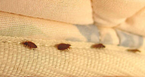 Read more about the article Ohio Bed Bug Lawyers – Are Hotels Liable for Bed Bugs?
