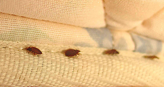 You are currently viewing Ohio Bed Bug Lawyers – Are Hotels Liable for Bed Bugs?